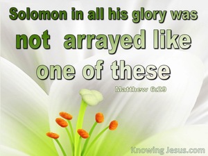 Matthew 6:29